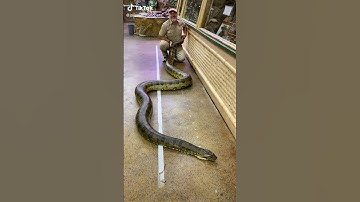 #snakes #annaconda #python #attack #shorts(2)