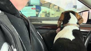 PANSY PUPPY POWER EP 92 'PANSY AT THE DRIVETHRU' #PANSYTHEPUPPY #PANSYPUPPYPOWER #pansy #PANSY