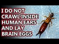 Earwig facts: Will they crawl in your EARS? | Animal Fact Files