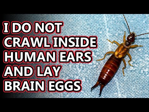 Earwig facts: Will they crawl in your EARS? | Animal Fact Files