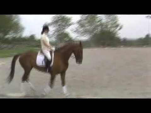 INTERDRESSAGE IntermediateTest 7 - Regina Daniels ...