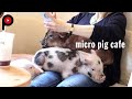 【マイクロブタカフェ】micro pig cafe | mipig Café