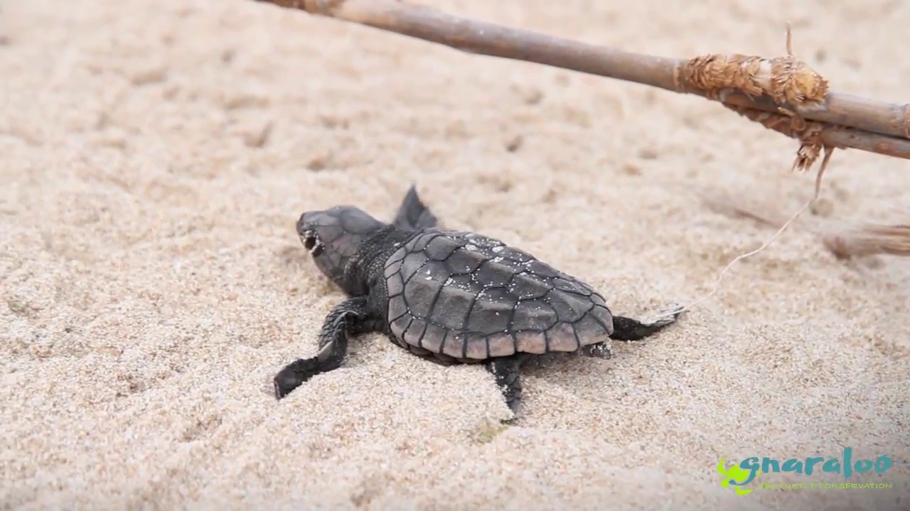 baby turtles for sale Sea turtle hatchlings at the Gnaraloo Bay Rookery
