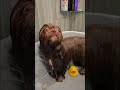 #funnyvideo