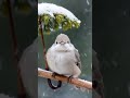 Relaxing Light Music for Stress Relief | Peaceful Sounds to Unwind | Cute Bird to Heal Your Soul