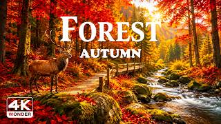 Enchanting Autumn Forests with Beautiful Piano Music🍁4K Autumn Ambience & Fall Foliage
