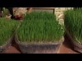 Comment faire pousser de l'herbe de blé ?