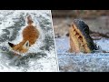 9 Tiere, die in der Zeit eingefroren wurden