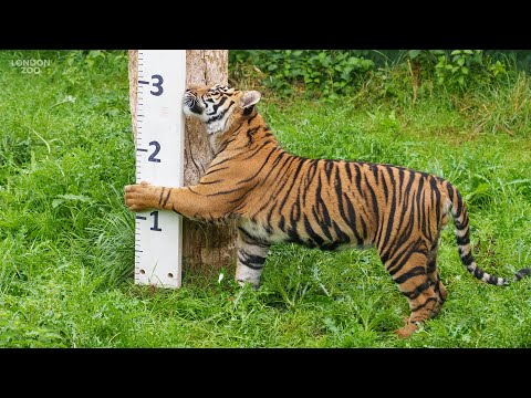 London Zoo's Annual Weigh In