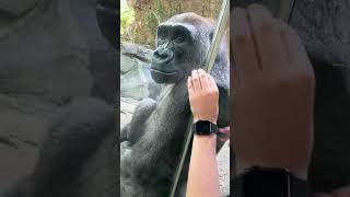 A visitor would like to pet the 8 year old Gorilla.