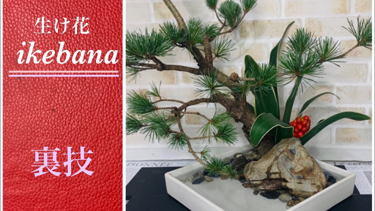 生け花の裏技【五葉松と万年青をいける】冬のいけばな - YouTube