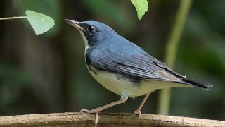 Robin Biru Siberia | Kaeng Krachan | Melihat burung di Thailand