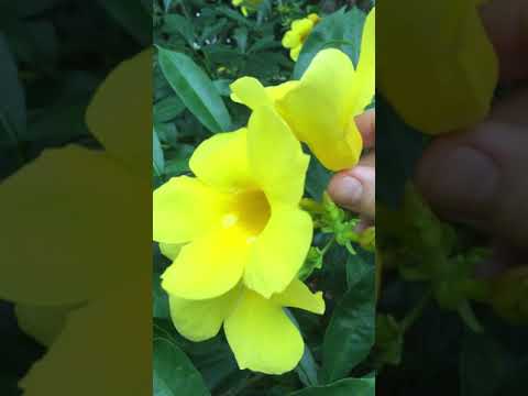 Video: Allamanda