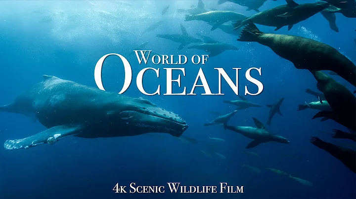 Ocean Animals 4K - Scenic Wildlife Film With Calming Music thumbnail