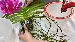 орхидея ВАНДА❗️простой и БЫСТРЫЙ способ посадки. Как посадить Ванду.