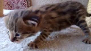 Keith & Jenn's F1 Savannah BOY (19 Days Old) by TecSpot 169 views 6 years ago 46 seconds