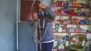 &quot; Snake in Shop &quot; | Common Rat Snake | Birauta | Pokhara | Rohit Giri |