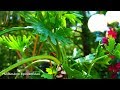 Philodendron Bipinnatifidum Potting and Care // Philodendron Selloum