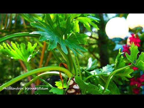 Video: Philodendron Bipennifolium Info: Tipy na péči o filodendrony fiddlelisté