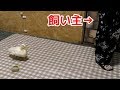 飼い主を親だと思ってついて回るアヒルが可愛過ぎた・・・