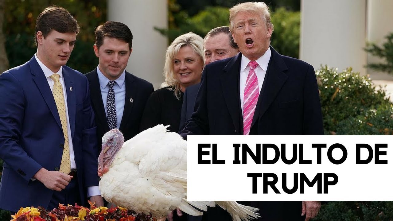 Hospedan en un hotel de lujo a los pavos que indultará Trump en Acción