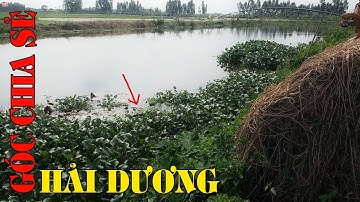 Câu cá sông thái bình được cá trắm khủng | Góc Chia Sẻ Hải Dương