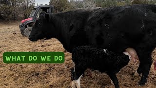 Caring for a newborn calf once it is born. by Broken Arrow Farm 125 views 3 weeks ago 4 minutes, 32 seconds