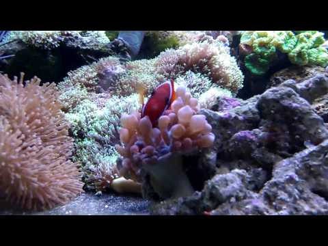 Tomato clownfish (Amphiprion