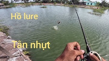 Câu cá lóc trải nghiệm hồ câu lure tân nhựt toàn cá to