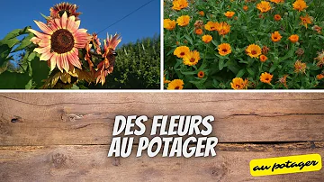 Quelle fleur à côté des courgettes ?