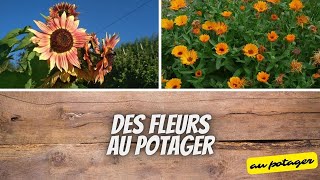 🌻 Associer fleurs et légumes au potager