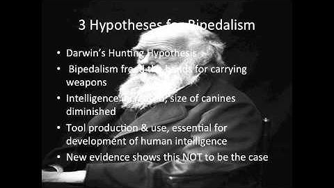 Bipedal Locomotion (Wu Tang)