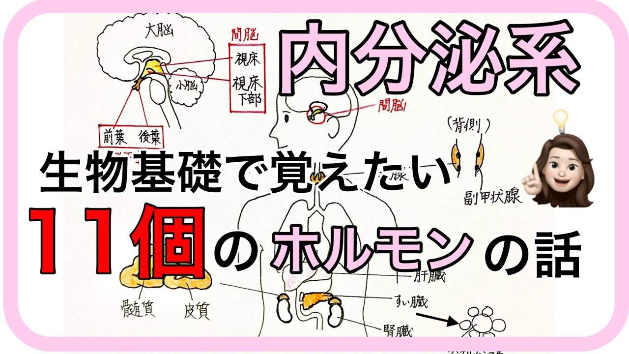 生物基礎　ホルモンの種類とはたらき【内分泌系①】