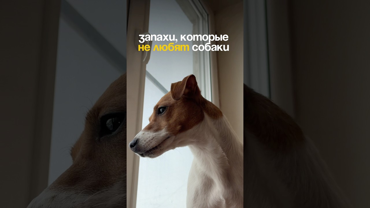 Делитесь запахами, которые не любит ваш хвостик! Отпугивающий спрей на вб 