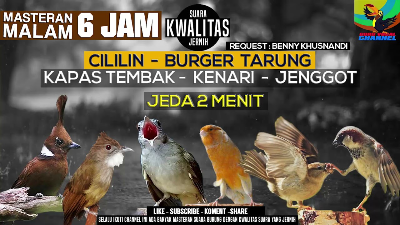 Kicau Burung CILILIN - BURGER - KENARI - KATEM - JENGGOT || Jeda 2 menit || REQUEST MASTERING 37#