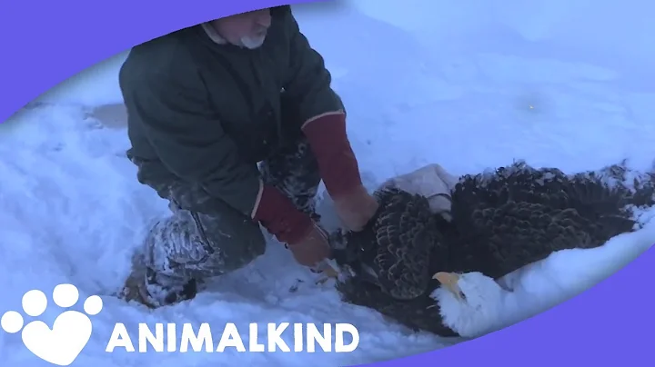 Bald eagle weighed down by 8-pound ball of ice