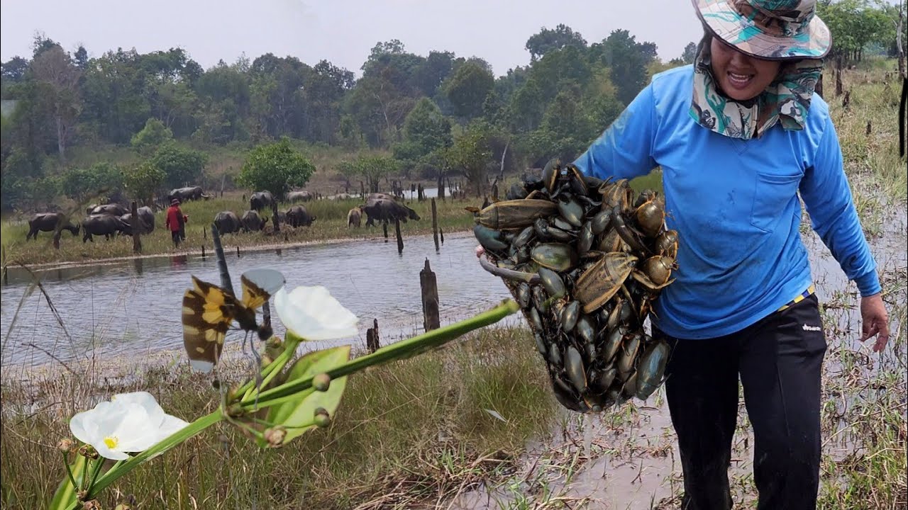 ครั้งแรกที่หมายนี้!!หมานทั้งแมงดานา!!และแมงตับเต่า!! แมงตับเต่าตัวใหญ่ๆไซส์สวยๆ 1เม.ย2566