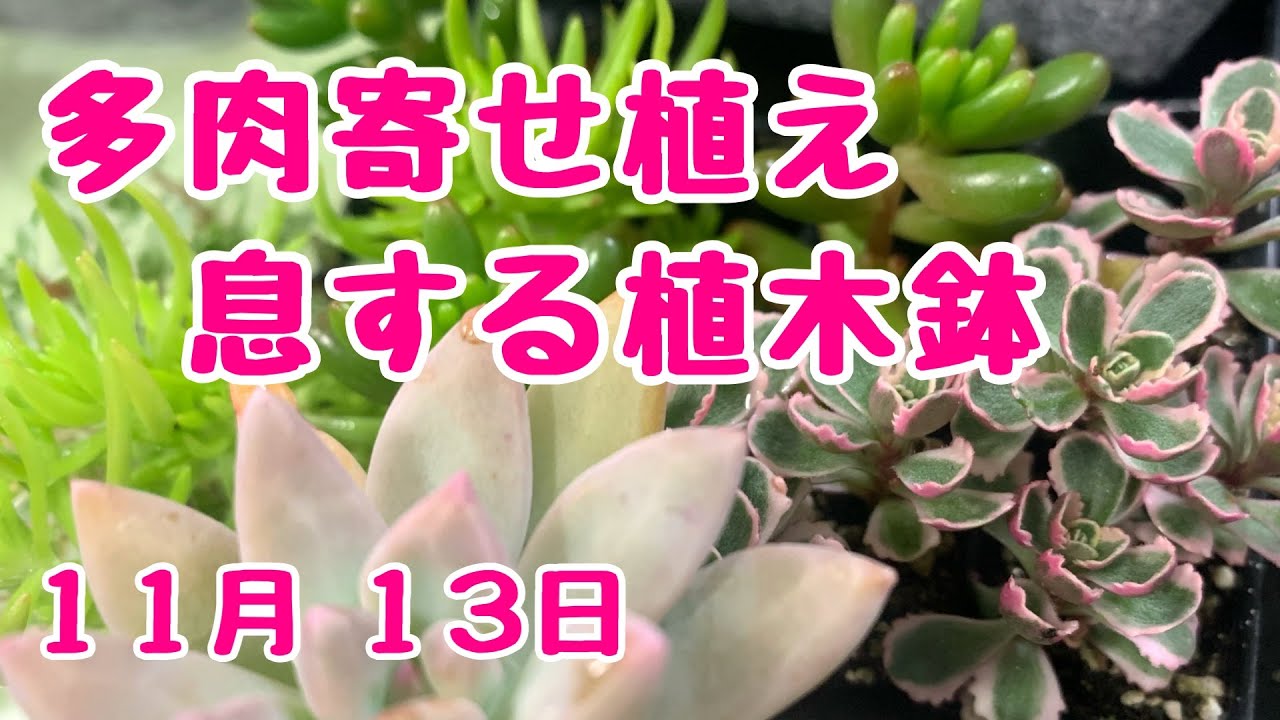 息する植木鉢 に #セダム #多肉の寄せ植え 2022年11月13日 - YouTube