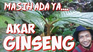MENGENAL JENIS TUMBUHAN GINSENG KALIMANTAN (Clerodendrum sp) HERBAL UNTUK MENAMBAH VITALITAS PRIA