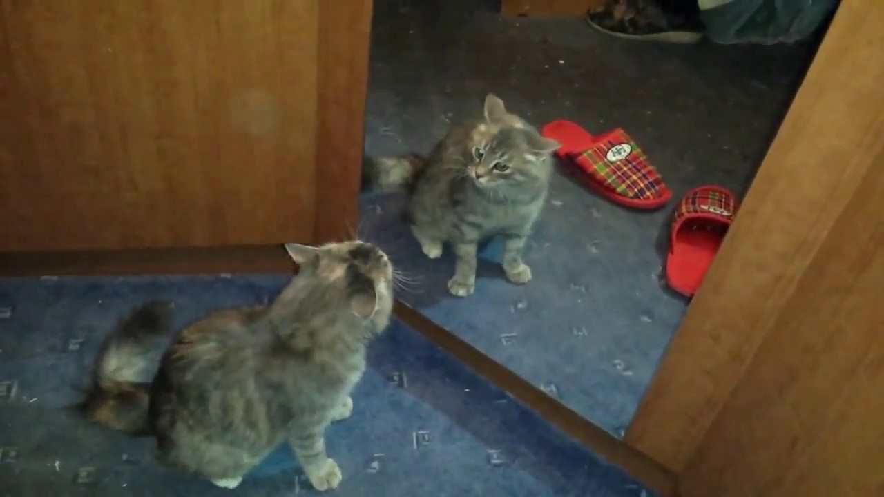 Funny Cats VS Mirror Video Who Win? YouTube