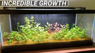 This Indoor Pond / Riparium Planted Tank Is Going to be Stunning!!! by Aquarium Plant Lab 3,095 views 1 year ago 6 minutes, 10 seconds