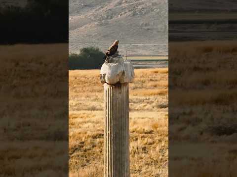 صحنه زیبایی از نشستن عقاب بر روی یکی از سرستون تخت جمشید