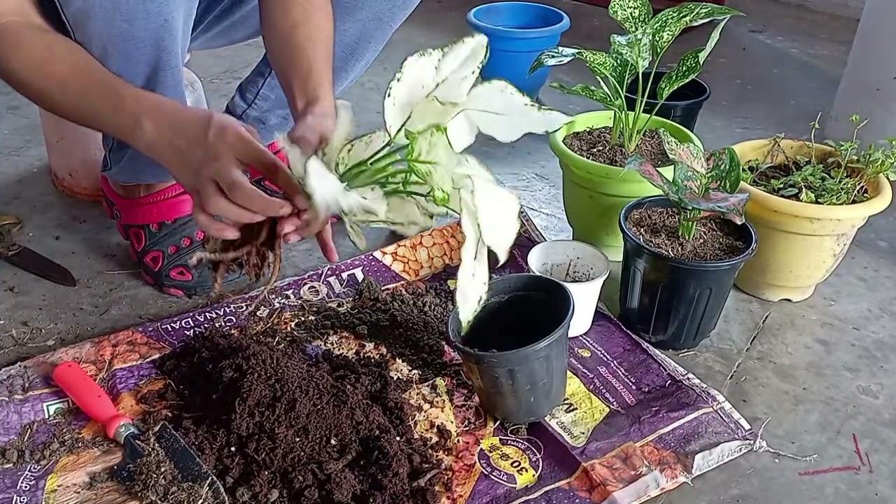 Aglaonema Plant Repotting Guide 🌱 | Do’s & Don’ts, Cutting & Care Tips