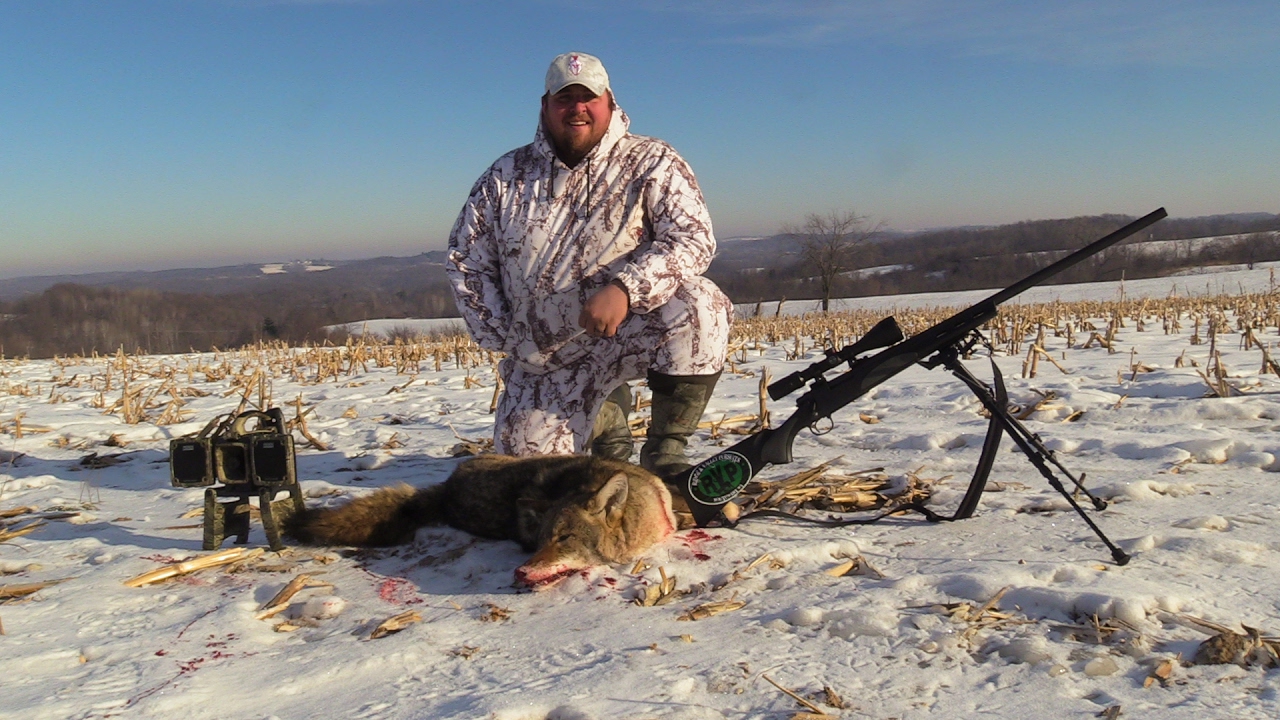 coyote hunting coyote hunting