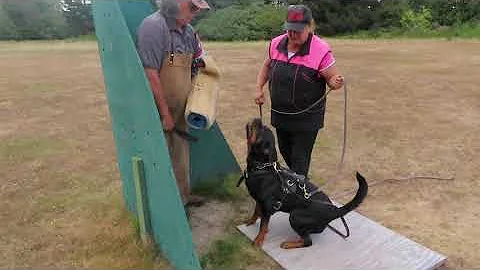 #1313 Rottweiler - protection training preparing f...