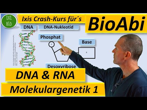 Video: Was ist ein Nukleotid in Bezug auf die DNA- und RNA-Struktur?