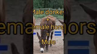 Mule & Hinny horses 🐎 #facts