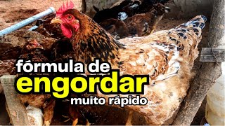 Descubra 05 Alimentos Pra Engordar Galinha Rápido Aplique Em Sua Criação Hoje Mesmo