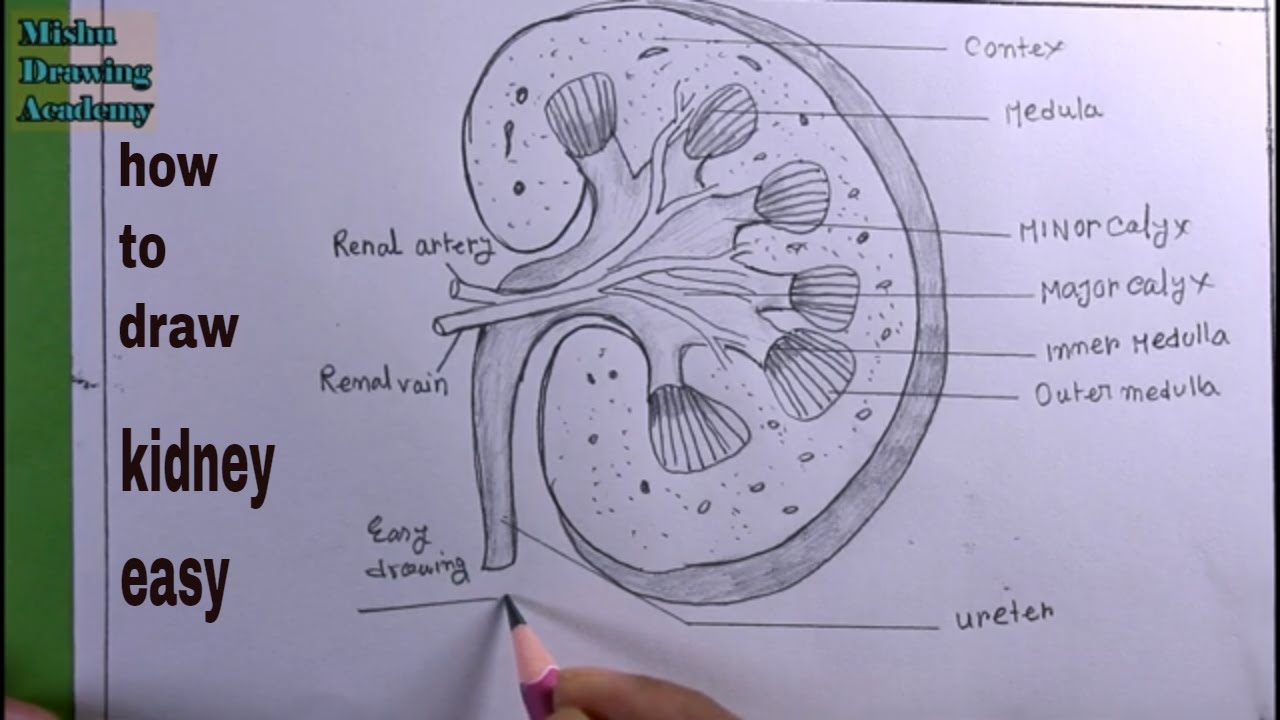 How to draw kidney step by step  Kidney drawing easy idea  Kidney  internal structure drawing easy  YouTube