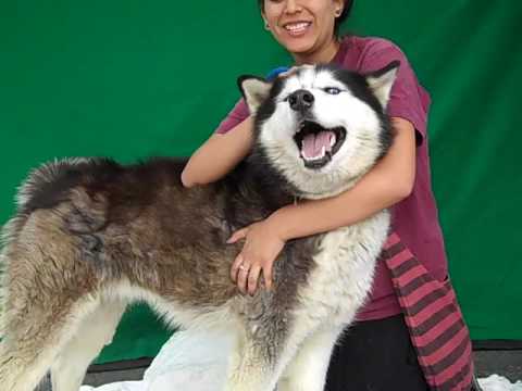 husky malamute mix